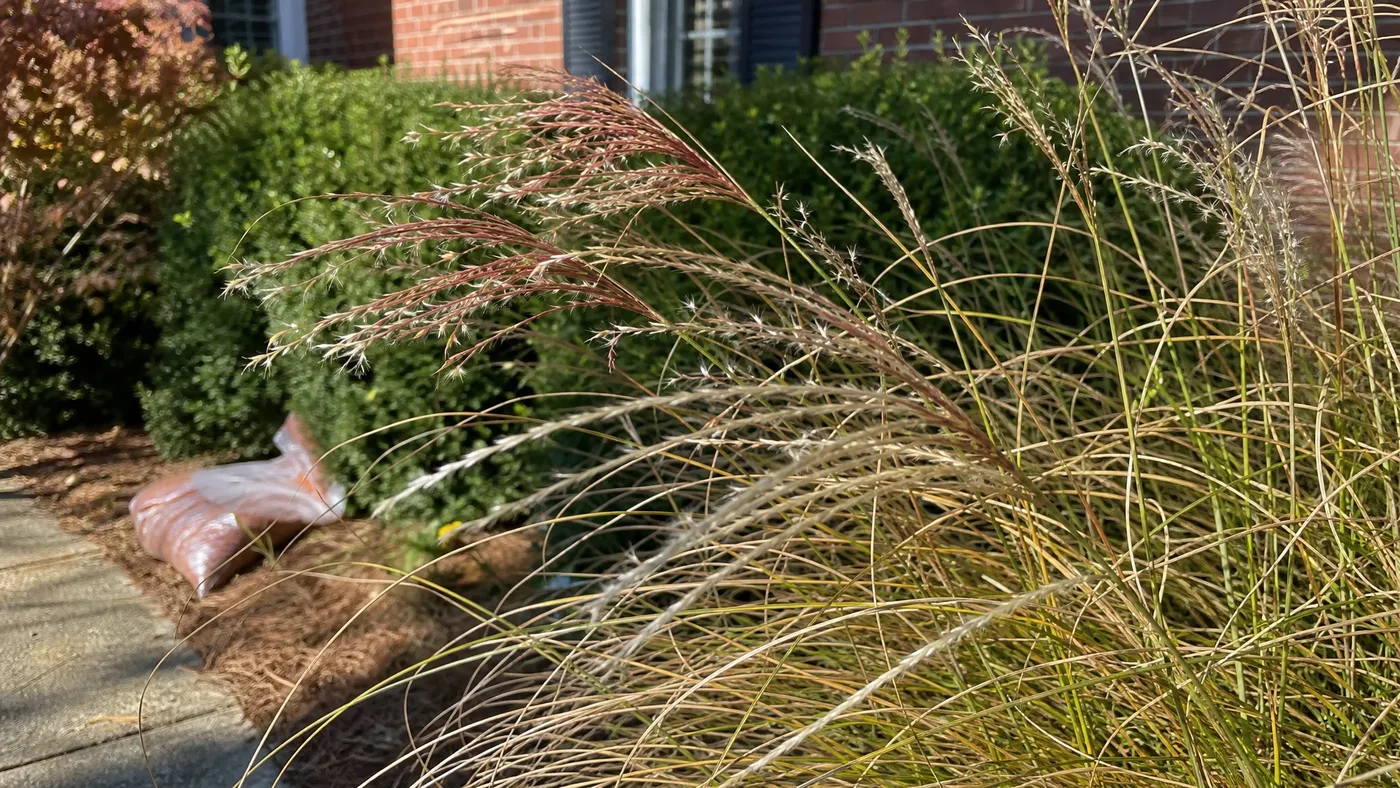 Can You Grow Chinese Silver Grass From Seed? What to Know