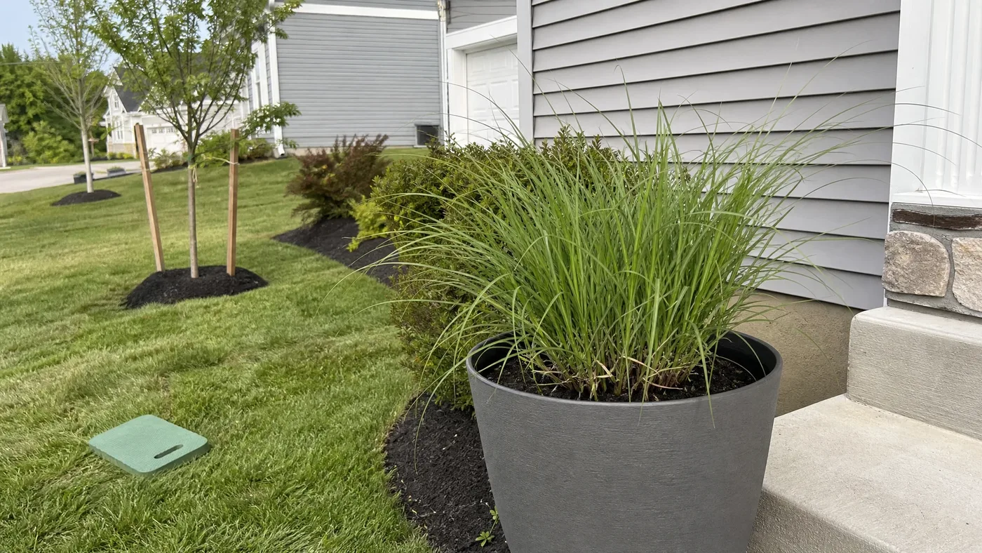 Chinese Silver Grass Origin: Where This Plant Comes From