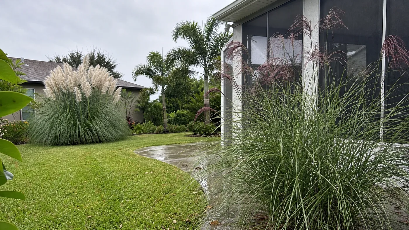 Chinese Silver Grass vs Pampas Grass: What's the Difference