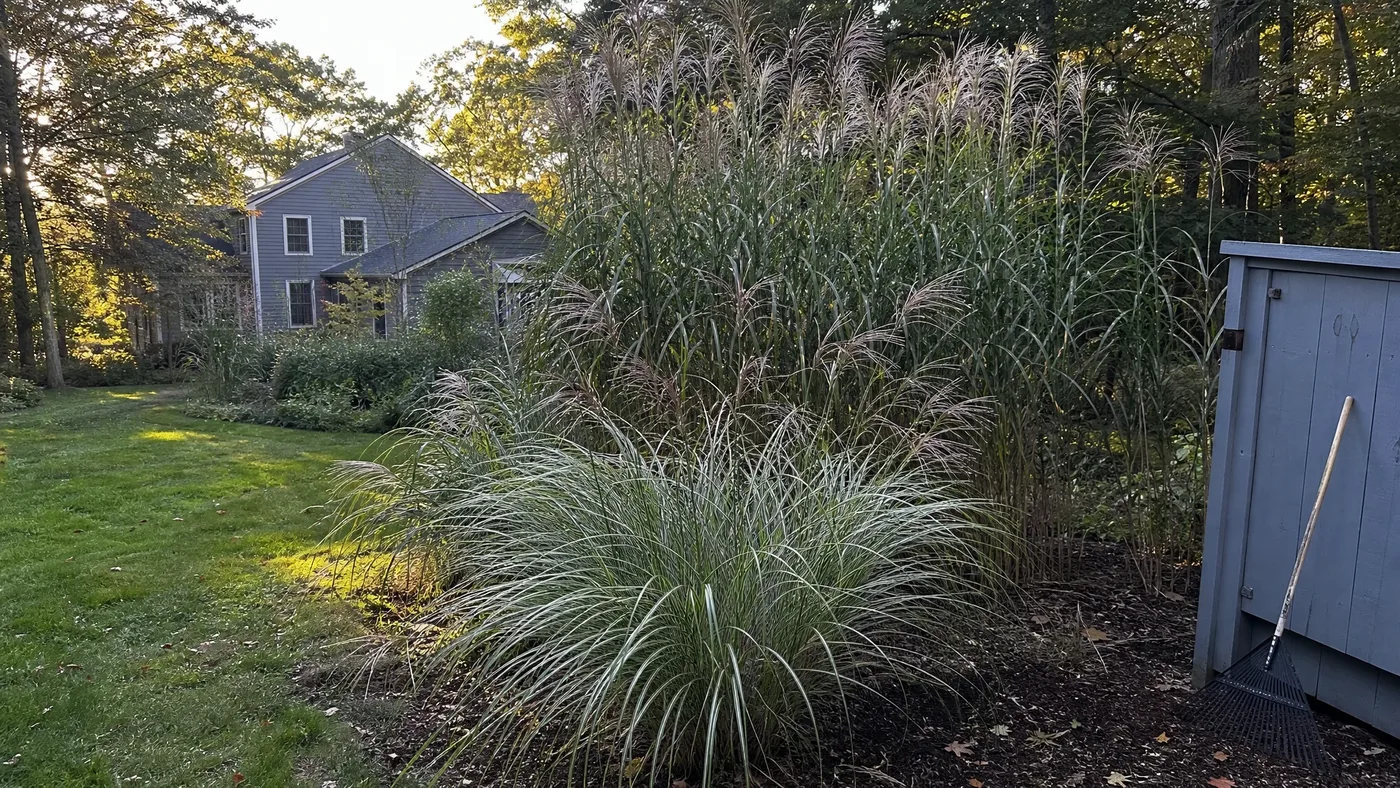 Giant Miscanthus vs Chinese Silver Grass: Know the Difference