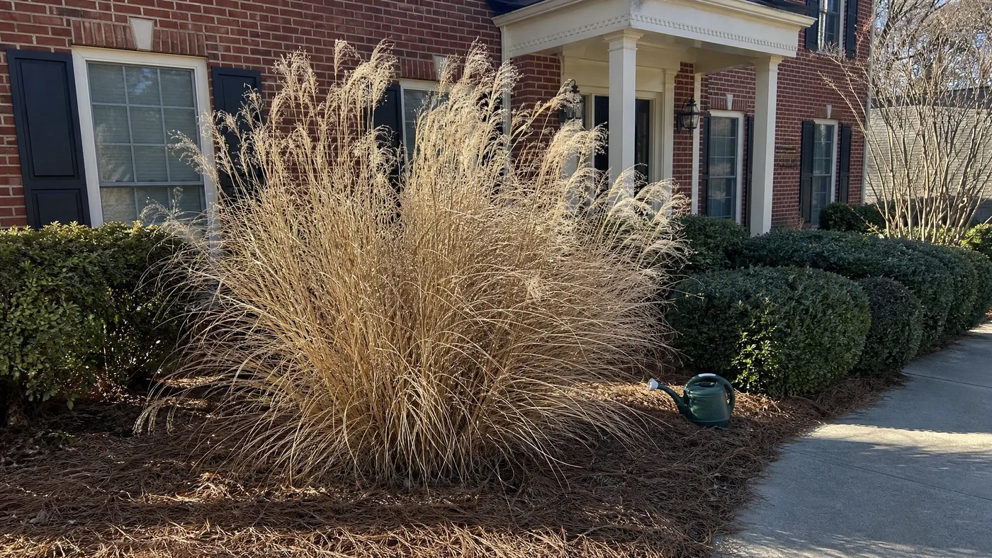 Is Chinese Silver Grass Invasive? Spread and Removal Guide