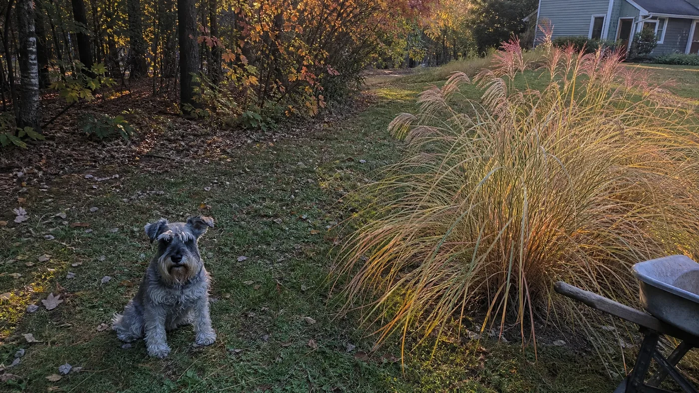Is Chinese Silver Grass Safe for Pets? Toxicity and Skin Risks