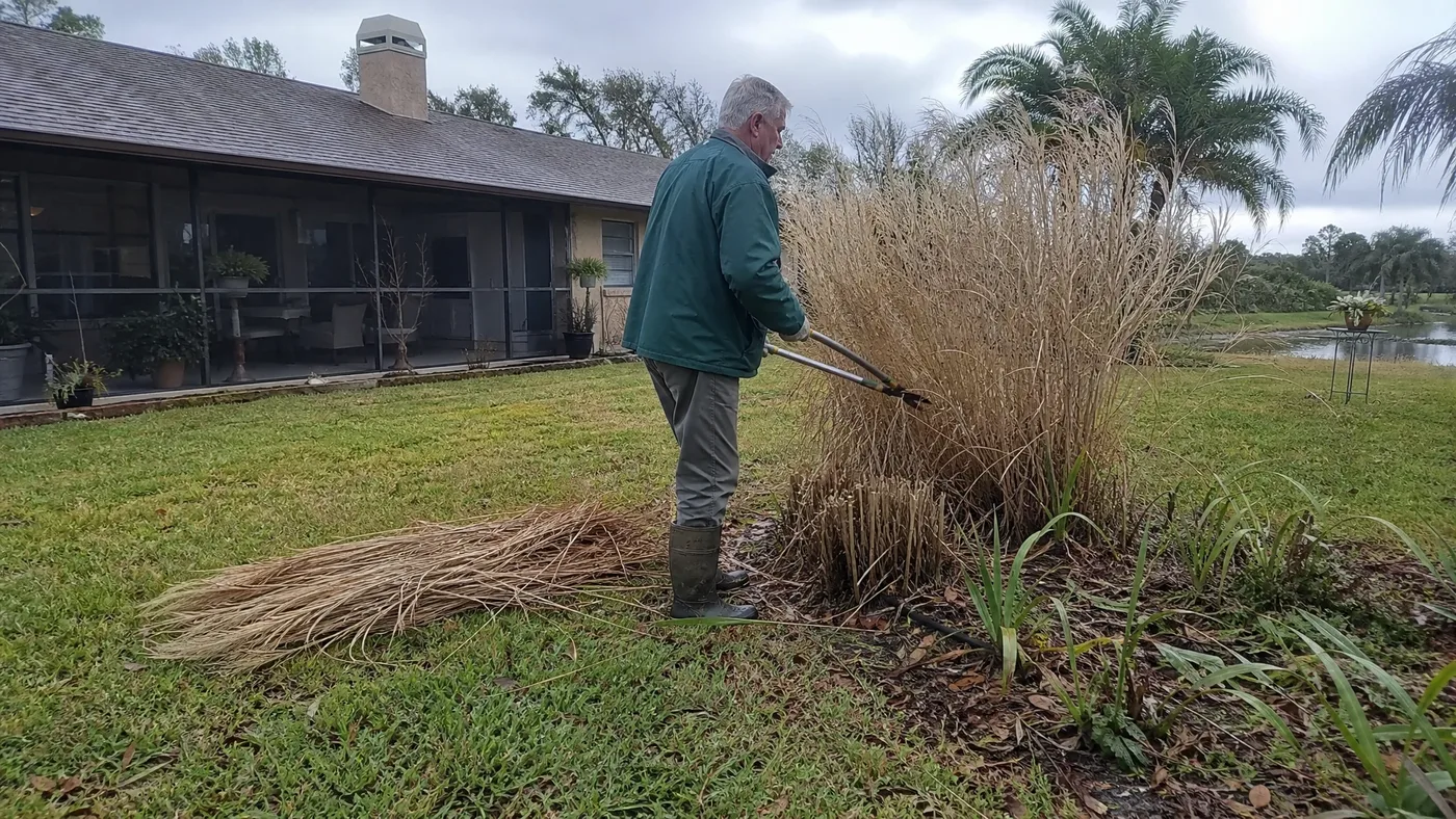 What Is Chinese Silver Grass Used For? Mulch to Biofuel